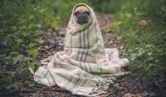 pug-801826_1920