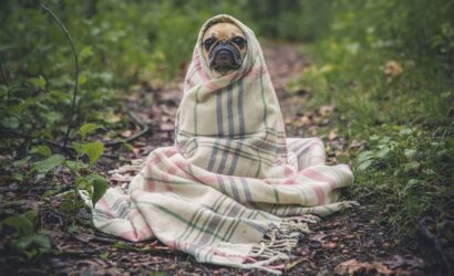pug-801826_1920